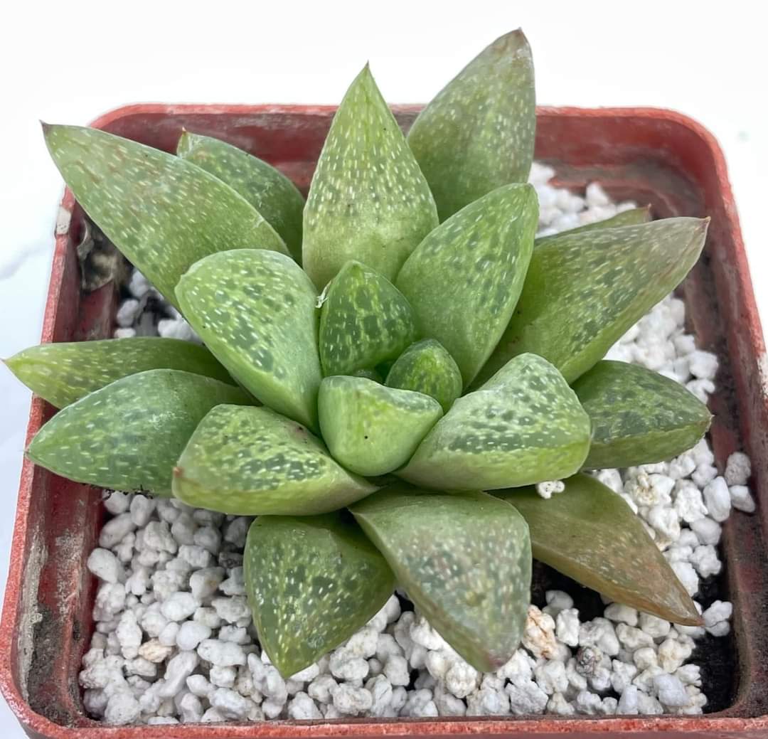 Haworthia turgida