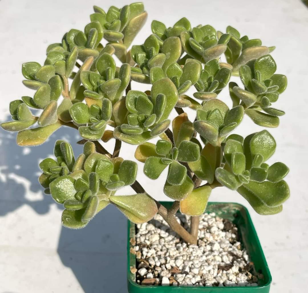 Aichryson f.  mini