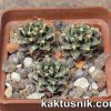Gymnocalycium damsii v. rotundulum