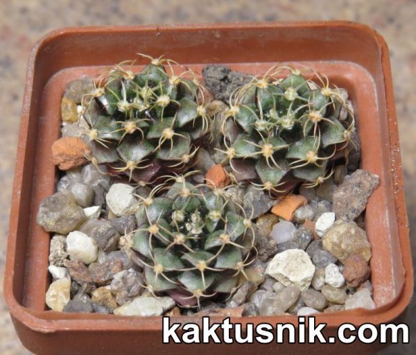 Gymnocalycium damsii v. rotundulum