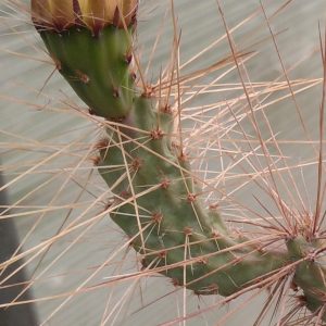Opuntia tilcarensis v. rubrispina cv."Fuchs" -s