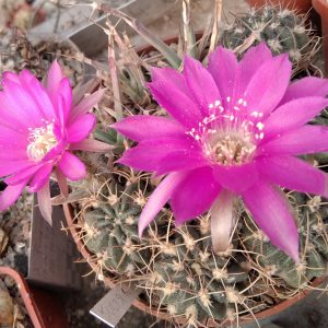 Lobivia backebergii v. larae WR328 -seeds-семена- s