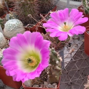 Echinocereus pentalopus -seeds-семена- s