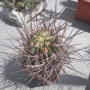 Lobivia ferox -hybr-seeds-семена- s