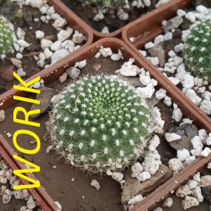 Rebutia krainziana
