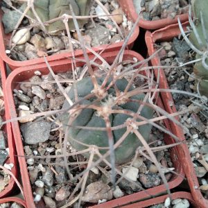 Gymnocalycium spegazzinii v. horizontalonium -s
