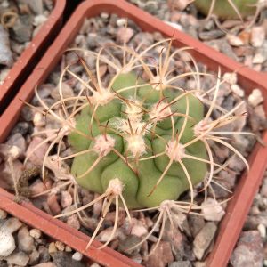 Gymnocalycium tilcarense -s