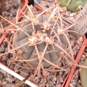 Gymnocalycium speg x card -s