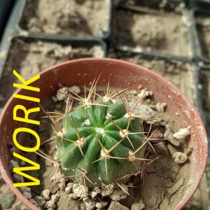 Lobivia pentlandii MesaGarden542.2