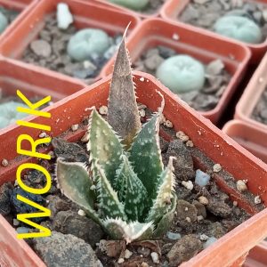 Gasteraloe Flow