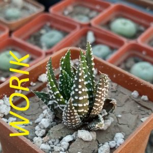 Haworthia fasciata