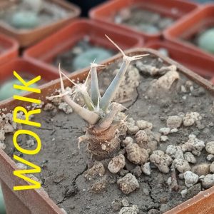 Leuchtenbergia principis