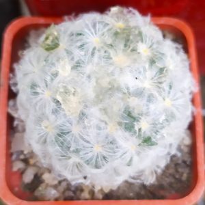 Mammillaria plumosa