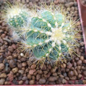 Eriocactus magnificus