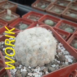 Mammillaria plumosa