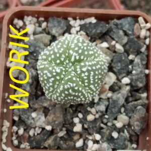 Astrophytum asterias cv. superkabuto