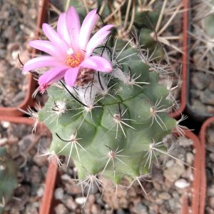Gymnocactus viereckii -hybride- s