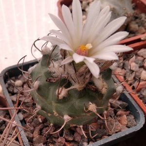 Turbinicarpus klinkerianus SB275 -s