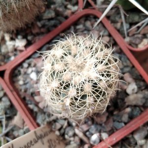 Gymnocalycium bruchii v. albispinum -s