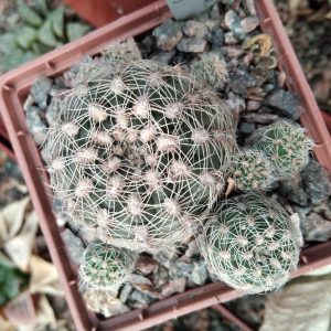 Gymnocalycium andreae v. nova (matzneteri?) -s