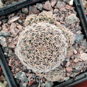 Sulcorebutia altissima HS106 -s