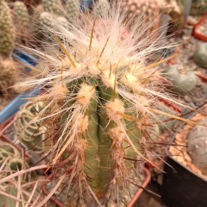 Oreocereus fossulatus KK466 -MG- s