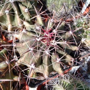 Ferocactus horridus -s