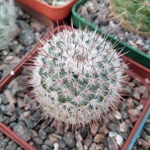 Mammillaria albata -s