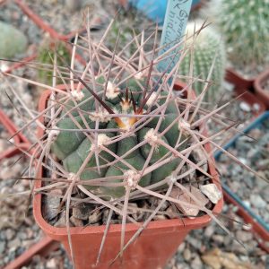 Gymnocalycium nidulans LF19 -s
