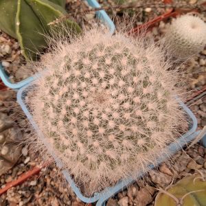 Mammillaria hahniana -s