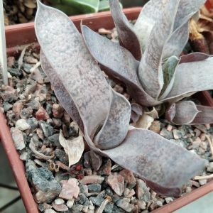 Gasteria spec. nova -s