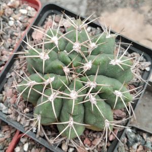 Gymnocalycium mostii -s