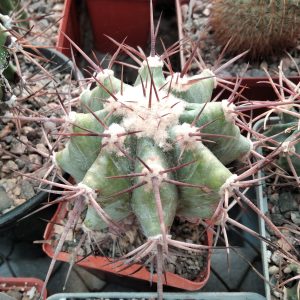 Echinocactus platyacanthus DJF623 -MG- s