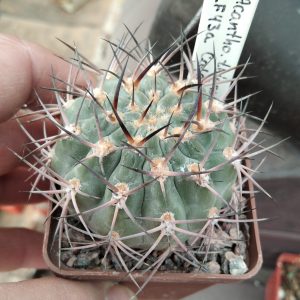 Acanthocalycium thionanthum LF43A- s