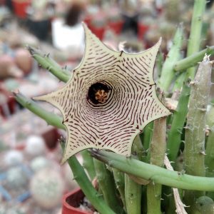 Huernia leachii -побеги- s
