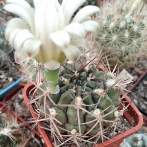 Gymnocalycium knebelii -s