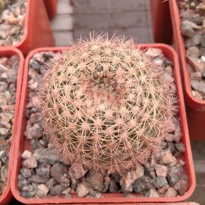 Notocactus curvispinus HU338 -MG- s