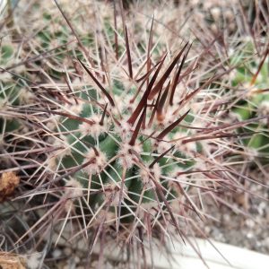Lobivia fallax LB0397 - Pozo de Piedra- s