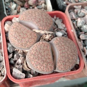Lithops lesliei - s