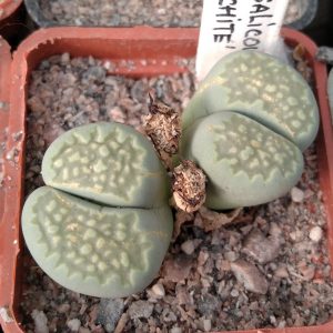 Lithops  salicola cv."Malachite"-rare- s