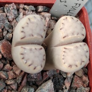 L. julii v. fulleri cv."Milky Windiws-rare- s