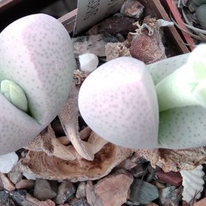 Dinteranthus microspermus -Sperlingsputs- s