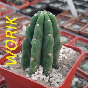 Trichocereus pachanoi