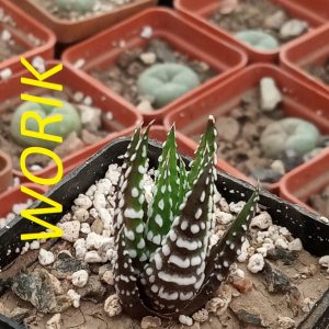 Haworthia fasciata cv. Alba