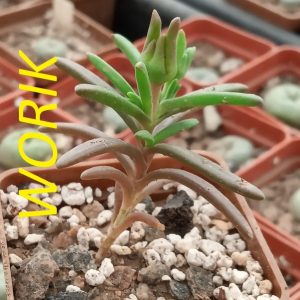 Mestoklema tuberosum