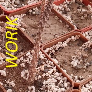 Pterocactus decipiens