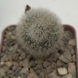 Rebutia muscula