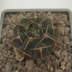Gymnocalycium triacantum