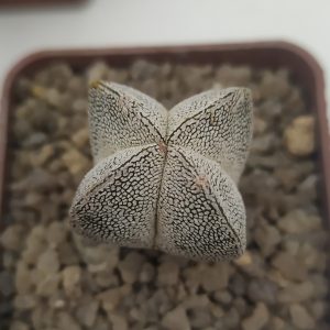 Astrophytum myriostigma “onzuka” quadricostatum