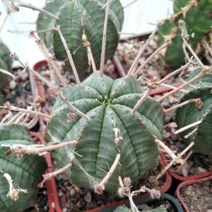 Euphorbia obesa x valida -s